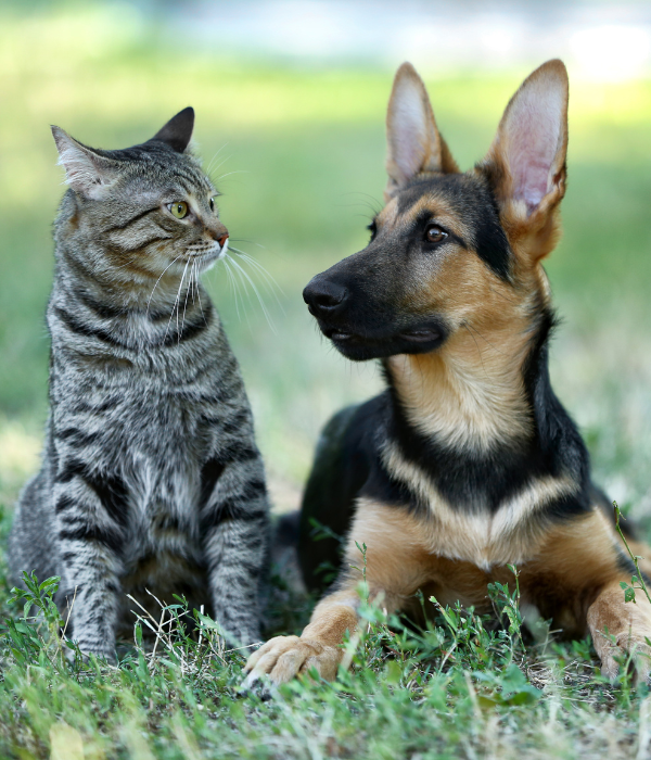 Perché assicurare il tuo animale domestico
