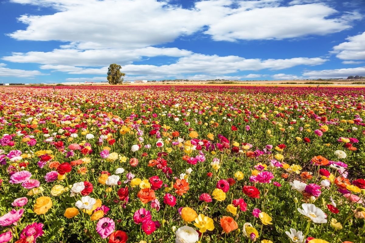 Primavera in salute